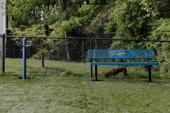 Dog park